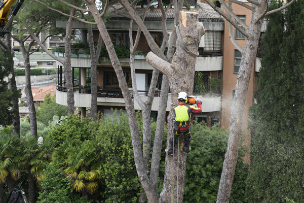 abattage-arbre-Colomiers-Toulouse-Jackel-elagueur-31 abattage arbre colomiers toulouse Jackel Élagueur 31