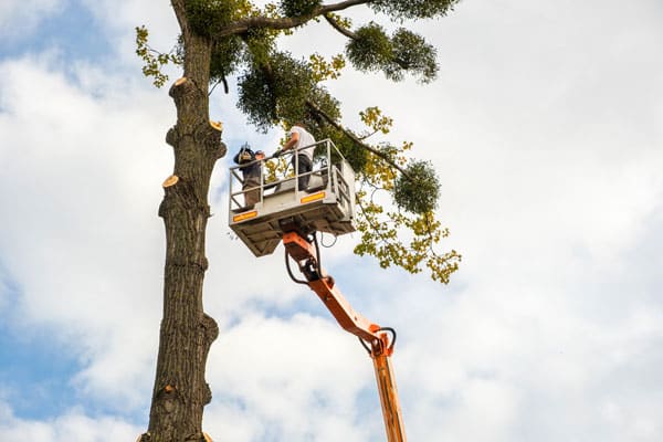 abattage-arbre-dangereux-colomiers-toulouse-Jackel-elagueur-31 abattage arbres Colomiers toulouse Jackel élagueur 31