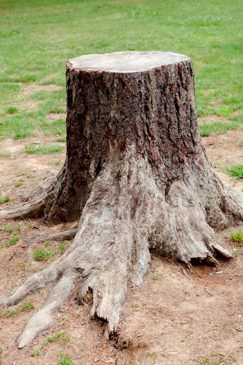 coupe arbre avec des racine grandes Jackel élagueur 31
