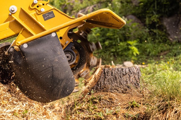 dessouchage-rognage-colomiers-toulouse-Jackel-elagueur-31 dessouchage rognage souche arbre colomiers toulouse Jackel élagueur 31