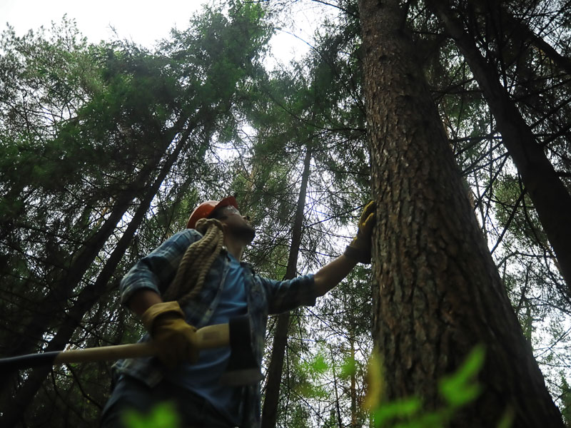 devis-travaux-forestiers-Toulouse-Auch-Jackel-elagueur-31-et-32 devis travaux forestiers Auch Toulouse Jackel élagueur 31 et 32