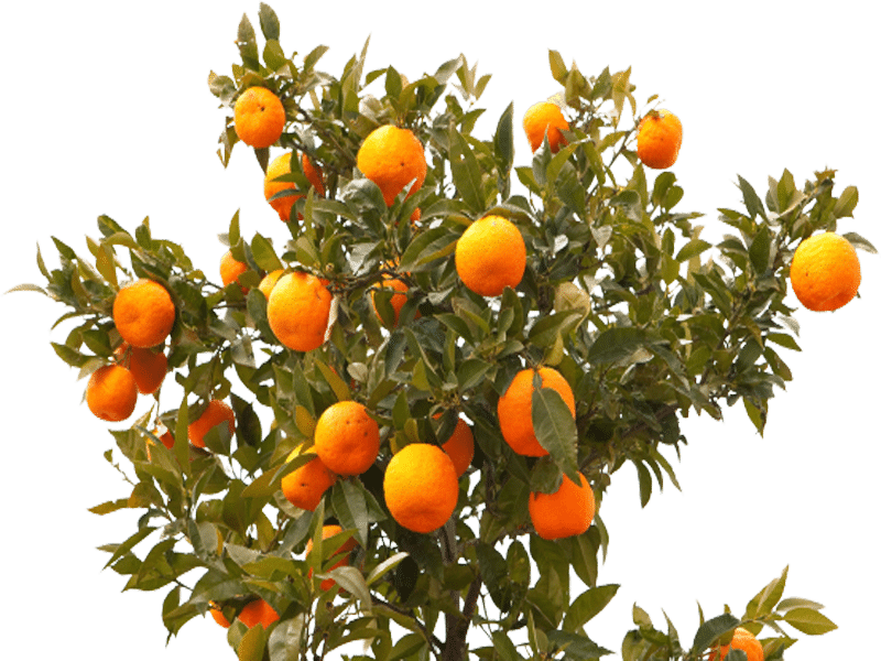Arbre fruitier Colomiers Toulouse Léguevin Jackel Élagueur 31