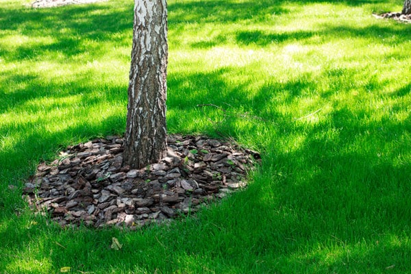 paillage arbre colomiers Toulouse Jackel élagage 31