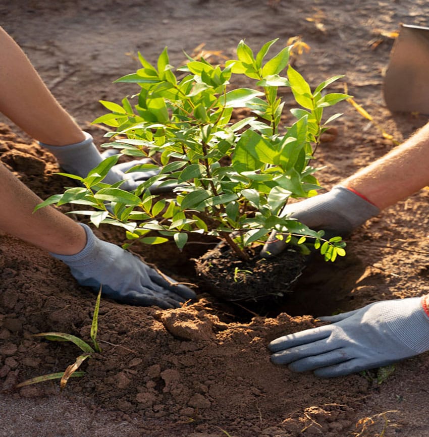 plantation-arbre-colomiers-Toulouse-Jackel-elagueur-31 plantation arbre colomiers Toulouse Jackel élagueur 31