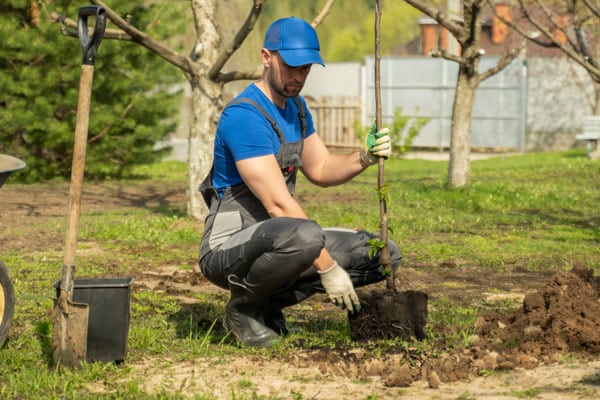 plantation-arbre-fruitier-colomiers-toulouse-leguevin-Jackel-elagueur-31 plantation arbre fruitier colomiers toulouse léguevin Jackel élagueur 31
