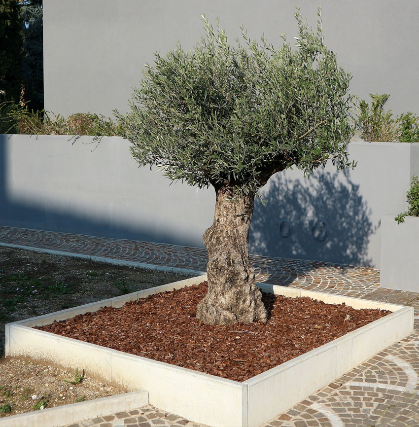 plantation-olivier-Colomiers-Pibrac-Toulouse-leguevin-Jackel-elagueur-31- plantation olivier colomiers toulouse Léguevin Jackel élagueur 31