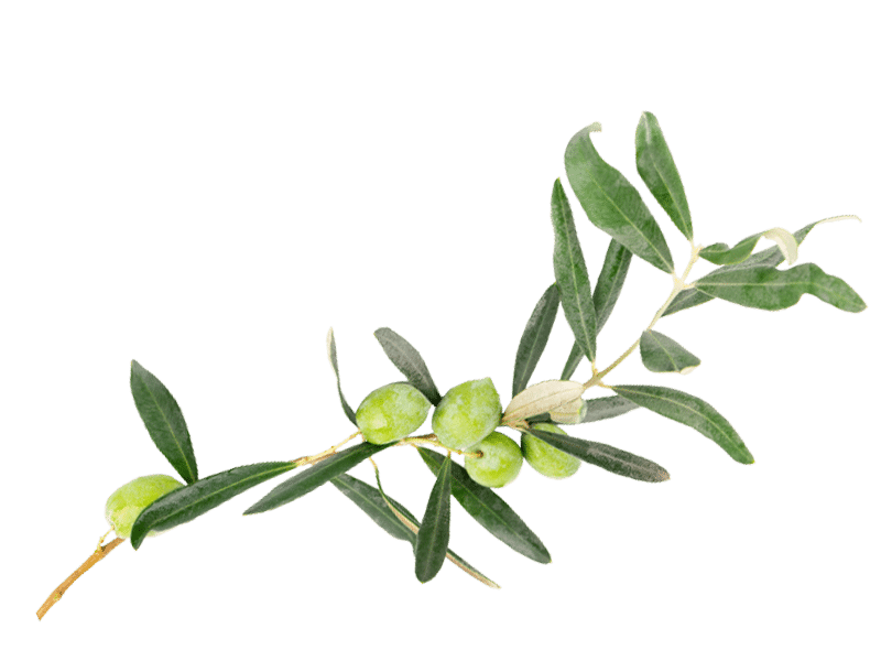 plantation-taille olivier-colomiers toulouse-Jackel-Elagueur 31 plantation taille olivier colomiers toulouse Jackel élagueur 31