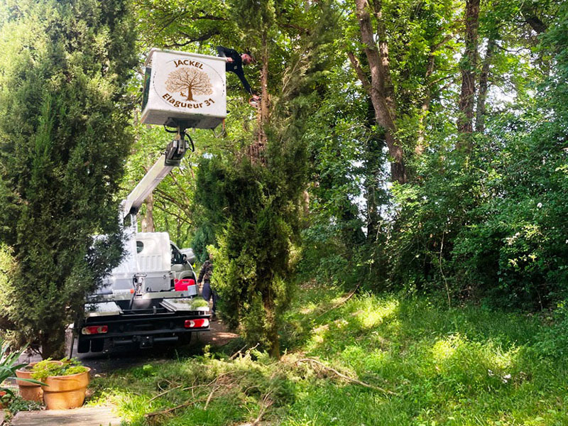 Services arboriculture Brax