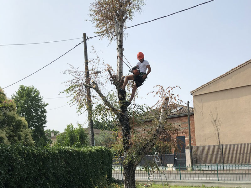taille arbre élagage toulouse colomiers Plaisance Jackel élagage 31