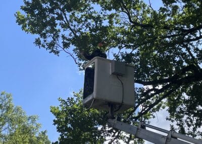 élagage abattage fontenilles Jackel élagueur 31
