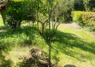 services arboriculture brax Jackel élagueur 31