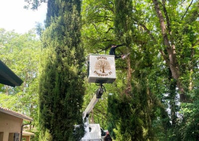 élagage chêne brax Jackel élagueur 31