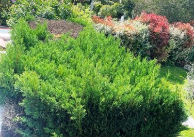 entretien espace vert pibrac jackel élagueur 31