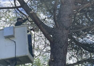 coupe branche arbre fontenilles Jackel élagueur 31