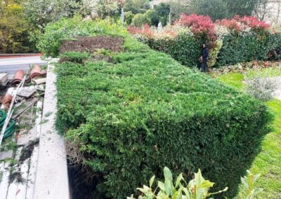 entretien haie pibrac jackel élagueur 31