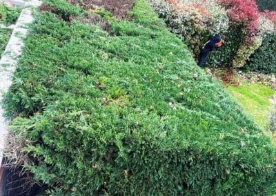 espace vert pibrac jackel élagueur 31