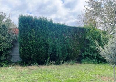 taille de haie mixte pibrac jackel élagueur 31