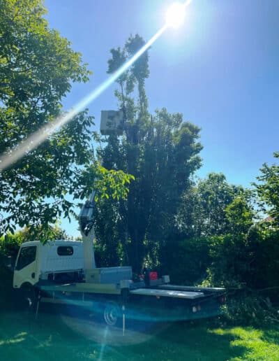 rendu étêtage tilleul Plaisance Jackel élagueur 31