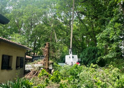 services arboriculture brax Jackel élagueur 31