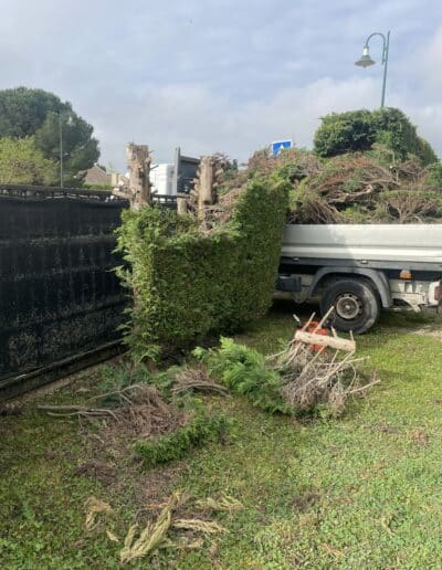 élagage haie sapinette pibrac jackel élagueur 31