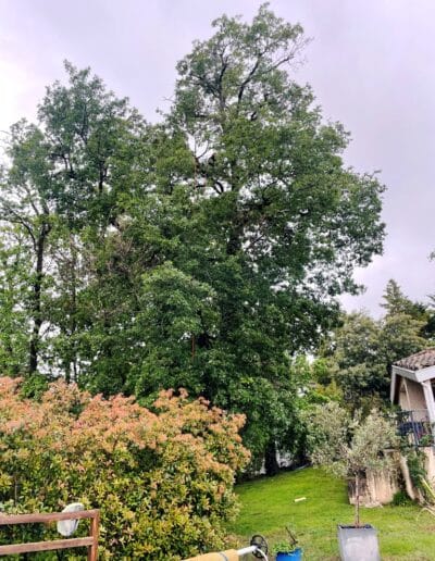 élagage chêne plaisance du touch Jackel élagueur 31