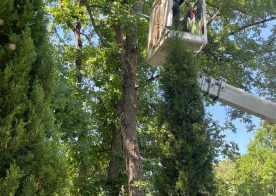 travaux abattage fontenilles Jackel élagueur 31