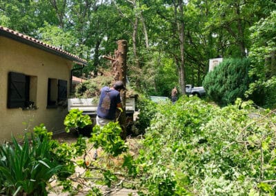 services arboriculture brax Jackel élagueur 31