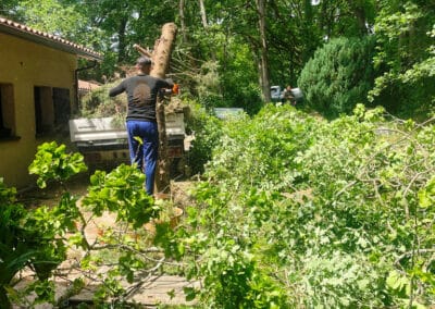 abattage cyprès brax Jackel élagueur 31