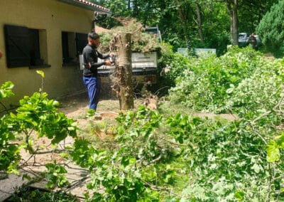abattage cyprès brax Jackel élagueur 31