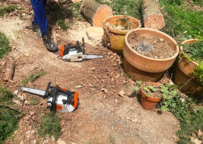 services arboriculture brax Jackel élagueur 31