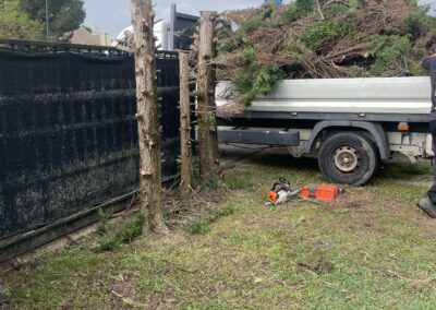 Abattage d'une haie de sapinettes à Pibrac par Jackel Élagueur 31