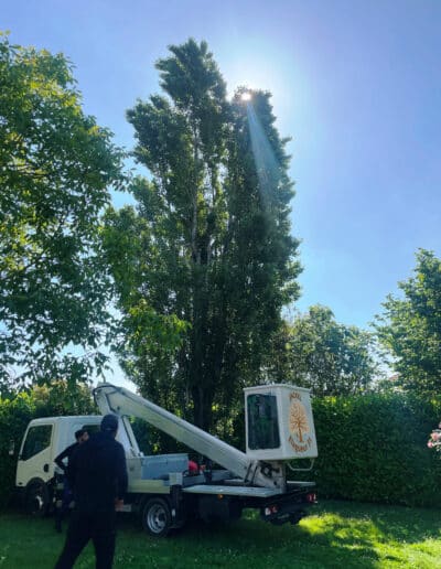 service taille arbre Plaisance Jackel élagueur 31