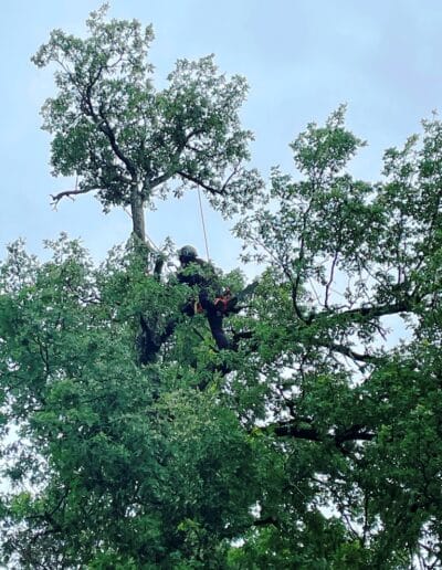 élagage arbre plaisance Jackel élagueur 31