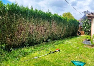 élagage haie mixte pibrac Jackel élagueur 31