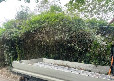 services arboriculture brax Jackel élagueur 31