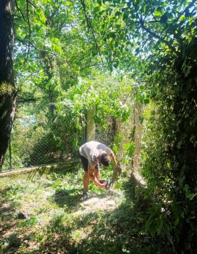 entretien mimosas plaisance Jackel élagueur 31