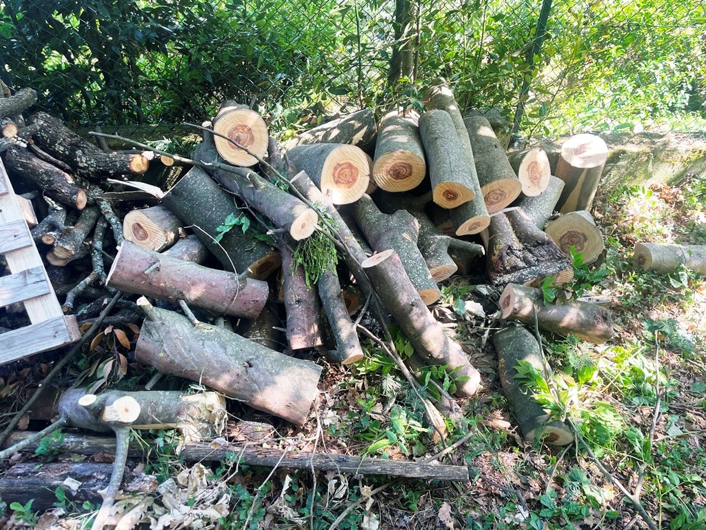 47 coupe bois de chauffage plaisance Jackel elagueur 31 coupe bois de chauffage plaisance Jackel élagueur 31