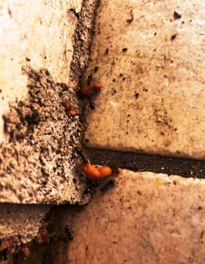 traitement fourmis plaisance du touch jackel élagueur 31