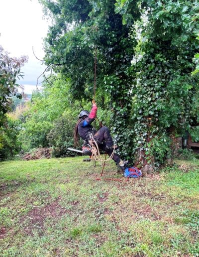 chêne plaisance Jackel élagueur 31