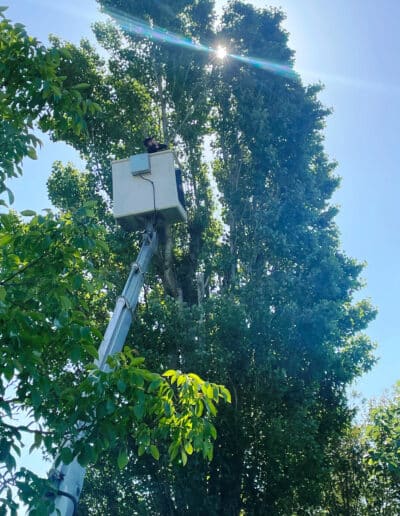 étêtage tilleul Plaisance Jackel élagueur 31