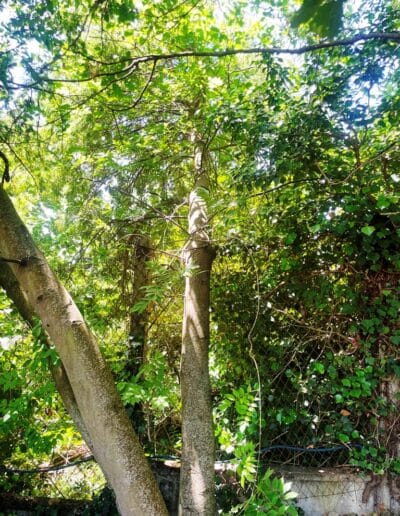 entretien jardin plaisance du touch Jackel élagueur 31