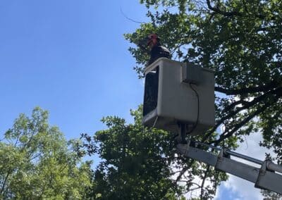élagage abattage fontenilles Jackel élagueur 31