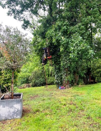 élagage chêne plaisance Jackel élagueur 31