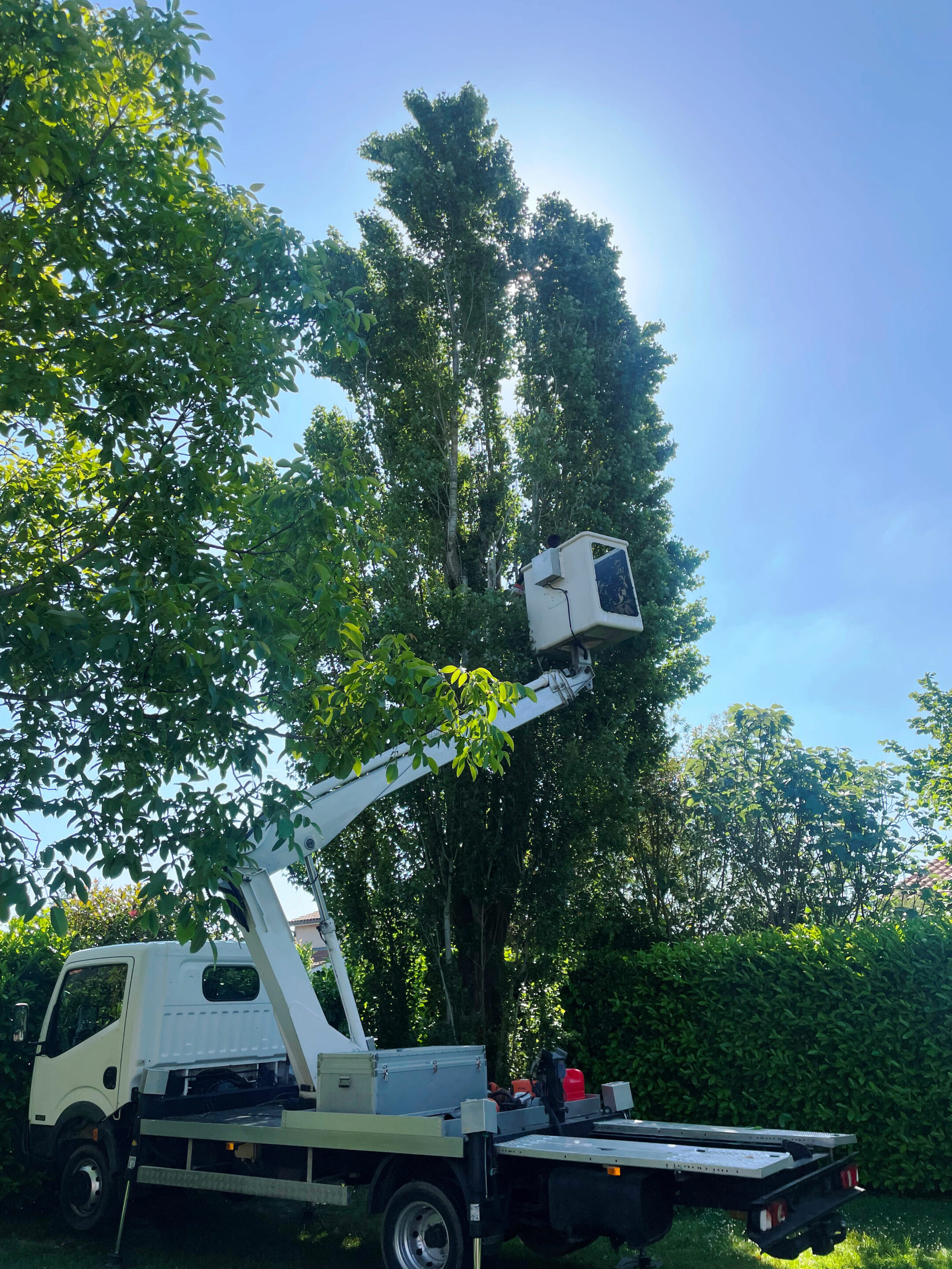 Étêtage d’un vieux tilleul aux branches mortes qui menaçaient de tomber