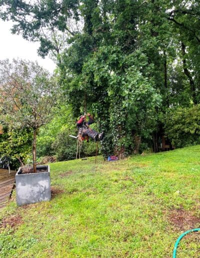 élagage chêne plaisance Jackel élagueur 31