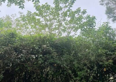 travaux services arboriculture brax Jackel élagueur 31