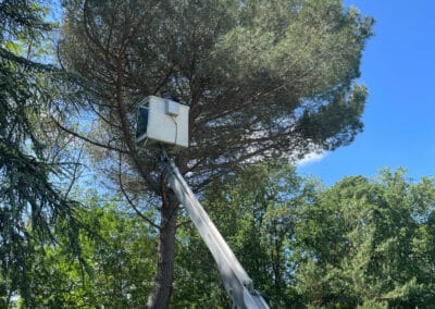 services arboricole fontenilles Jackel élagueur 31
