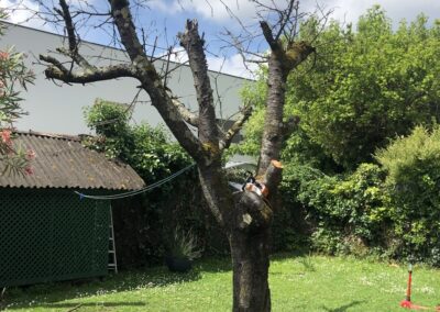 Abattage d'un cerisier à Colomiers par Jackel Élagueur 31