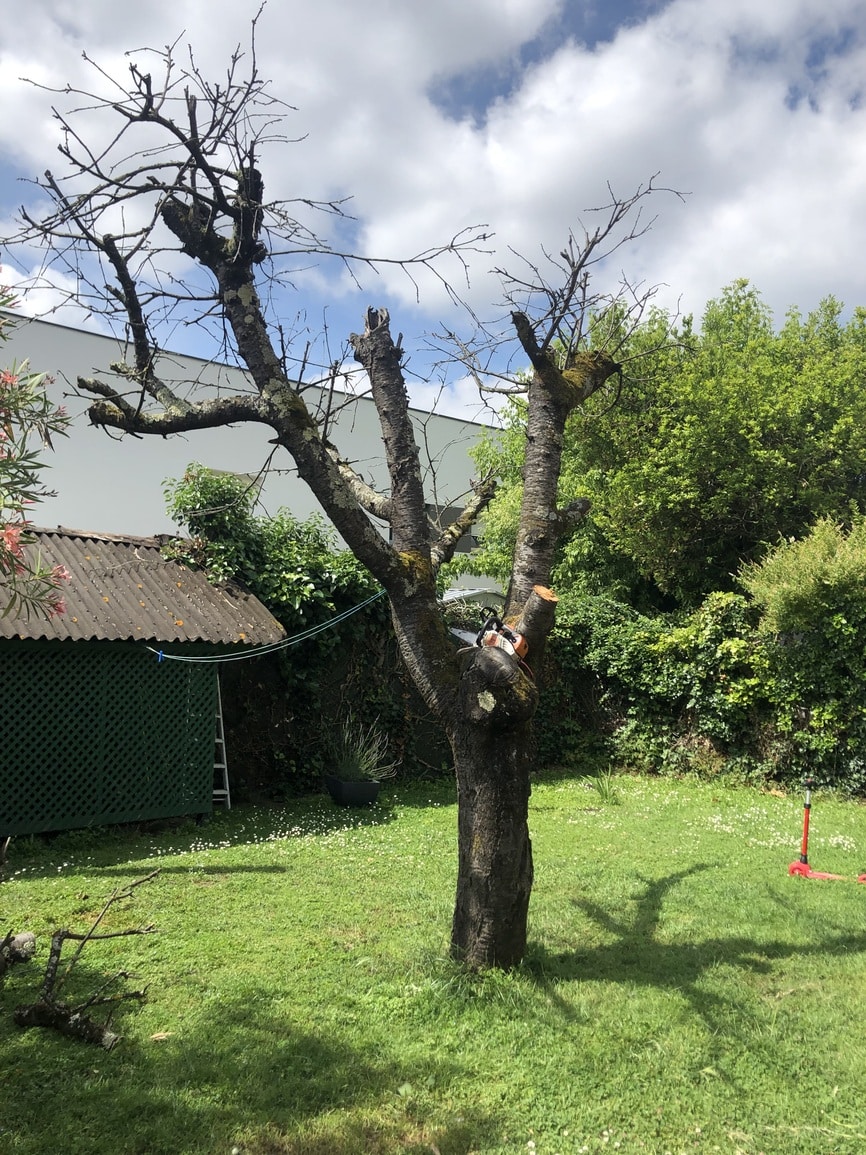 abattage cerisier Colomiers Jackel elagueur 31_4418_m abattage cerisier Colomiers Jackel elagueur 31