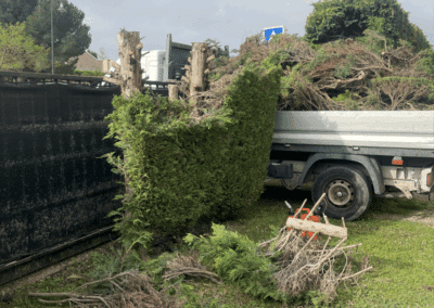 Abattage haie sapinette Pibrac
